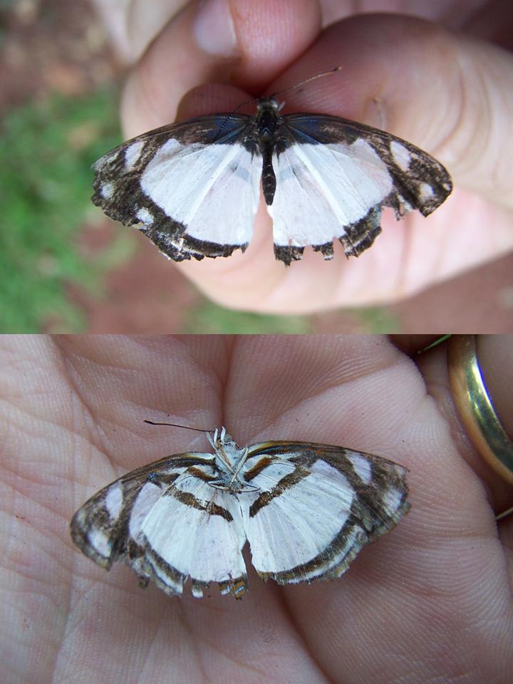 FIGURE 2e FIGURE 2e